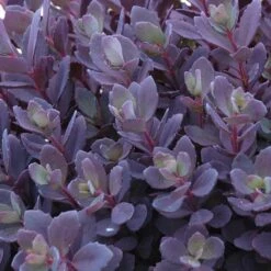 Sunsparkler® 'Plum Dazzled' Stonecrop -Flowers Sales Store sedum plum dazzled 3