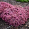 Rock 'N Round™ 'Popstar' Stonecrop -Flowers Sales Store sedum pop star 1