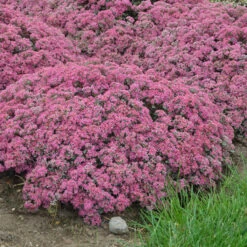 Rock 'N Round™ 'Popstar' Stonecrop -Flowers Sales Store sedum pop star 4