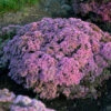 Rock 'N Round 'Pride And Joy' Stonecrop -Flowers Sales Store sedum pride joy 1