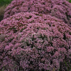 Rock 'N Round 'Pride And Joy' Stonecrop -Flowers Sales Store sedum pride joy 3