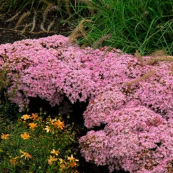 Rock 'N Round™ 'Pure Joy' Stonecrop -Flowers Sales Store sedum pure joy 1