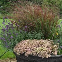 Rock 'N Round™ 'Pure Joy' Stonecrop -Flowers Sales Store sedum pure joy 3