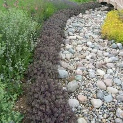 Sunsparkler® 'Dazzleberry' Stonecrop -Flowers Sales Store sedum sunsparkler dazzleberry 3 sw