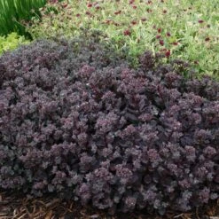Sunsparkler® 'Dazzleberry' Stonecrop -Flowers Sales Store sedum sunsparkler dazzleberry 4 sw