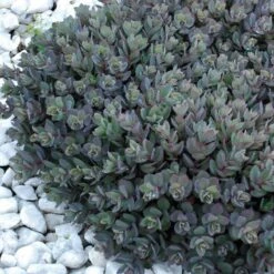 Sunsparkler® 'Dazzleberry' Stonecrop -Flowers Sales Store sedum sunsparkler dazzleberry 7 sw