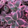 Sunsparkler® 'Dream Dazzler' Stonecrop -Flowers Sales Store sedum sunsparkler dream dazzler 1