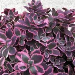 Sunsparkler® 'Dream Dazzler' Stonecrop -Flowers Sales Store sedum sunsparkler dream dazzler 3