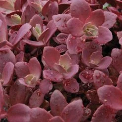Sunsparkler® 'Firecracker' Stonecrop -Flowers Sales Store sedum sunsparkler firecracker 1 sw