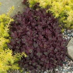 Sunsparkler® 'Firecracker' Stonecrop -Flowers Sales Store sedum sunsparkler firecracker 2 sw