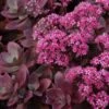 Sunsparkler® 'Firecracker' Stonecrop -Flowers Sales Store sedum sunsparkler firecracker 4 sw