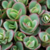 Sunsparkler® 'Lime Zinger' Stonecrop -Flowers Sales Store sedum sunsparkler lime zinger 1
