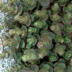 Sunsparkler® 'Lime Zinger' Stonecrop -Flowers Sales Store sedum sunsparkler lime zinger 3 sw