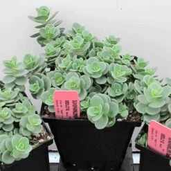 Sunsparkler® 'Lime Zinger' Stonecrop -Flowers Sales Store sedum sunsparkler lime zinger 4 sw