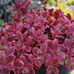 Sunsparkler® 'Wildfire' Stonecrop 7 Sunsparkler® 'Wildfire' Stonecrop -Flowers Sales Store sedum sunsparkler wildfire 4