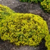 Rock 'N Low 'Yellow Brick Road' Stonecrop 1 Rock 'N Low 'Yellow Brick Road' Stonecrop -Flowers Sales Store sedum yellow brick road 2