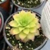 Chick Charms® 'Gold Nugget' Hens & Chicks 2 Chick Charms® 'Gold Nugget' Hens & Chicks -Flowers Sales Store sempervivum chick charms gold nugget 1 P sw