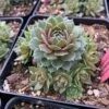 'Commander Hay' Hens & Chicks -Flowers Sales Store sempervivum commander hay 2 P sw