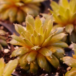 'Jade Rose' Hens & Chicks -Flowers Sales Store sempervivum jade rose 2