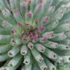 'Oddity' Hens & Chicks -Flowers Sales Store sempervivum oddity 1
