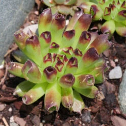 'Oddity' Hens & Chicks -Flowers Sales Store sempervivum oddity 4