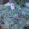'Pacific Blue Ice' Hens & Chicks -Flowers Sales Store sempervivum pacific blue ice 1