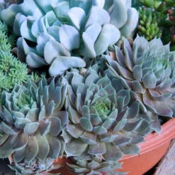 'Pacific Blue Ice' Hens & Chicks -Flowers Sales Store sempervivum pacific blue ice 2