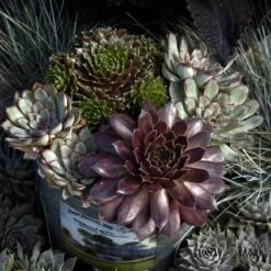 Flowers Sales Store -Flowers Sales Store sempervivum pacific devils food hen and chick 2