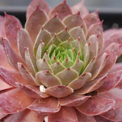 'Peggy' Hens & Chicks -Flowers Sales Store sempervivum peggy 2 P