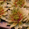 'Silver King' Hens & Chicks 2 'Silver King' Hens & Chicks -Flowers Sales Store sempervivum silver king 2 P