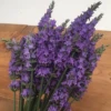Sensational!® Lavender -Flowers Sales Store sensational lavender
