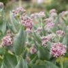 Showy Milkweed -Flowers Sales Store showy milkweed 1