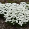 Snowsation™ Evergreen Candytuft (Iberis) -Flowers Sales Store snowsation iberis 02