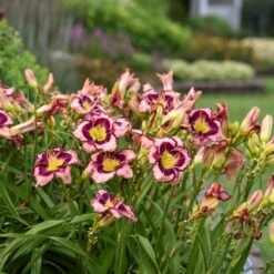 Rainbow Rhythm® 'Sound Of My Heart' Daylily -Flowers Sales Store sound of my heart daylily 1