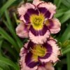Rainbow Rhythm® 'Sound Of My Heart' Daylily -Flowers Sales Store sound of my heart daylily 2