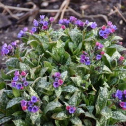 'Spot On' Lungwort