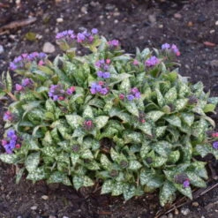 'Spot On' Lungwort -Flowers Sales Store spot on lungwort 3