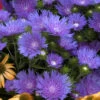 'Peachie's Pick' Stokes' Aster -Flowers Sales Store stokesia peachies pick 1