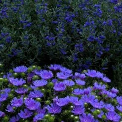 'Peachie's Pick' Stokes' Aster 7 'Peachie's Pick' Stokes' Aster -Flowers Sales Store stokesia peachies pick 3