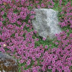 Red Creeping Thyme -Flowers Sales Store thymus coccineus creeping thyme 1 sw