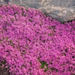 Red Creeping Thyme -Flowers Sales Store thymus coccineus creeping thyme 2 sw