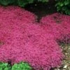 Red Creeping Thyme -Flowers Sales Store thymus coccineus creeping thyme 3 sw