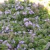 Wooly Thyme -Flowers Sales Store thymus lanuginosus 1 sw
