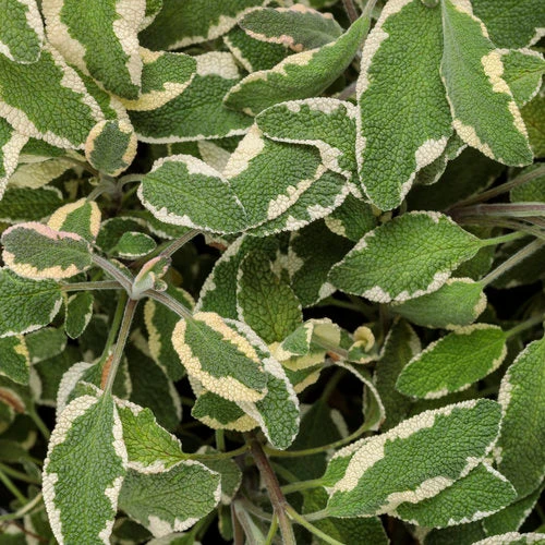Tricolor Sage 3 Tricolor Sage