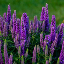 Magic Show® 'Purple Illusion' Spike Speedwell -Flowers Sales Store veronica purple illusion 3 P