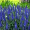 Magic Show® 'Wizard Of Ahhs' Spike Speedwell -Flowers Sales Store veronica wizard of ahhs spike speedwell 1
