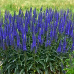Magic Show® 'Wizard Of Ahhs' Spike Speedwell 9 Magic Show® 'Wizard Of Ahhs' Spike Speedwell -Flowers Sales Store veronica wizard of ahhs spike speedwell 2