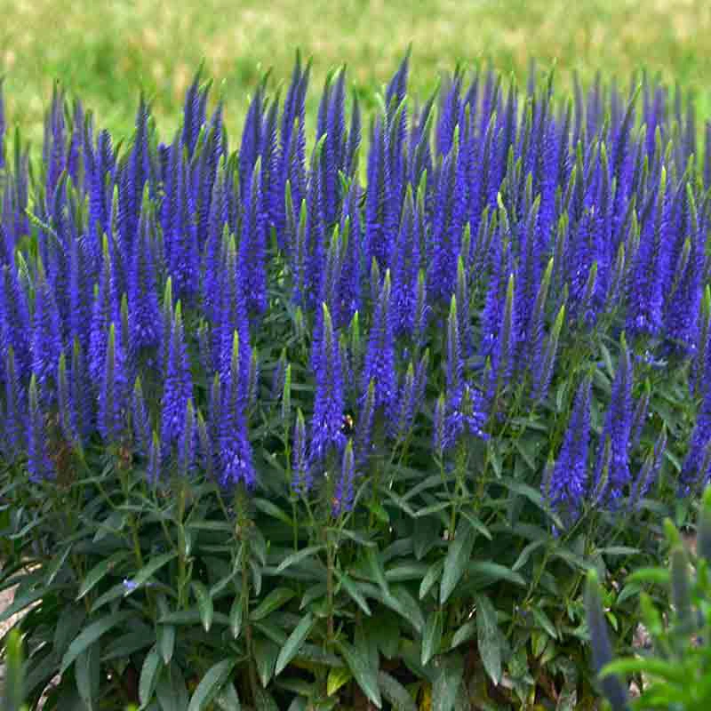 Magic Show® 'Wizard Of Ahhs' Spike Speedwell 5 Magic Show® 'Wizard Of Ahhs' Spike Speedwell - Image 3