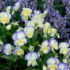 'Etain' Perennial Violet -Flowers Sales Store viola etain 1