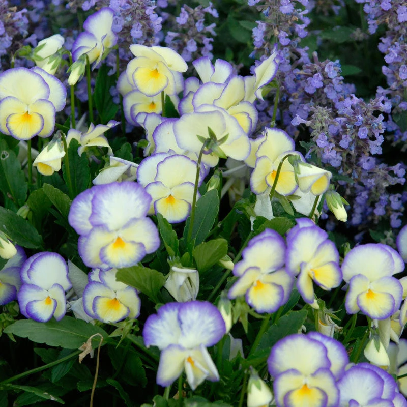 'Etain' Perennial Violet 3 'Etain' Perennial Violet